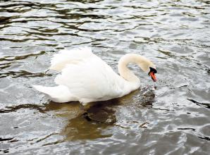 Avian flu fears as 'devastating' number of dead swans reported around RBWM