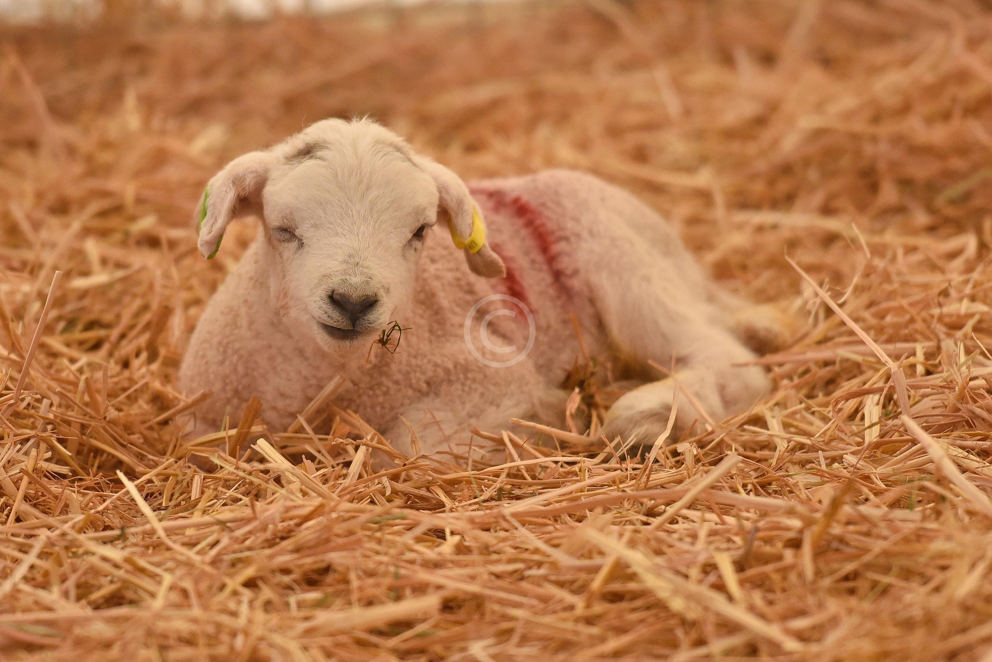 WOOBURN COMMON 130967 Photo 1 of 18 Baylis Media Photos
