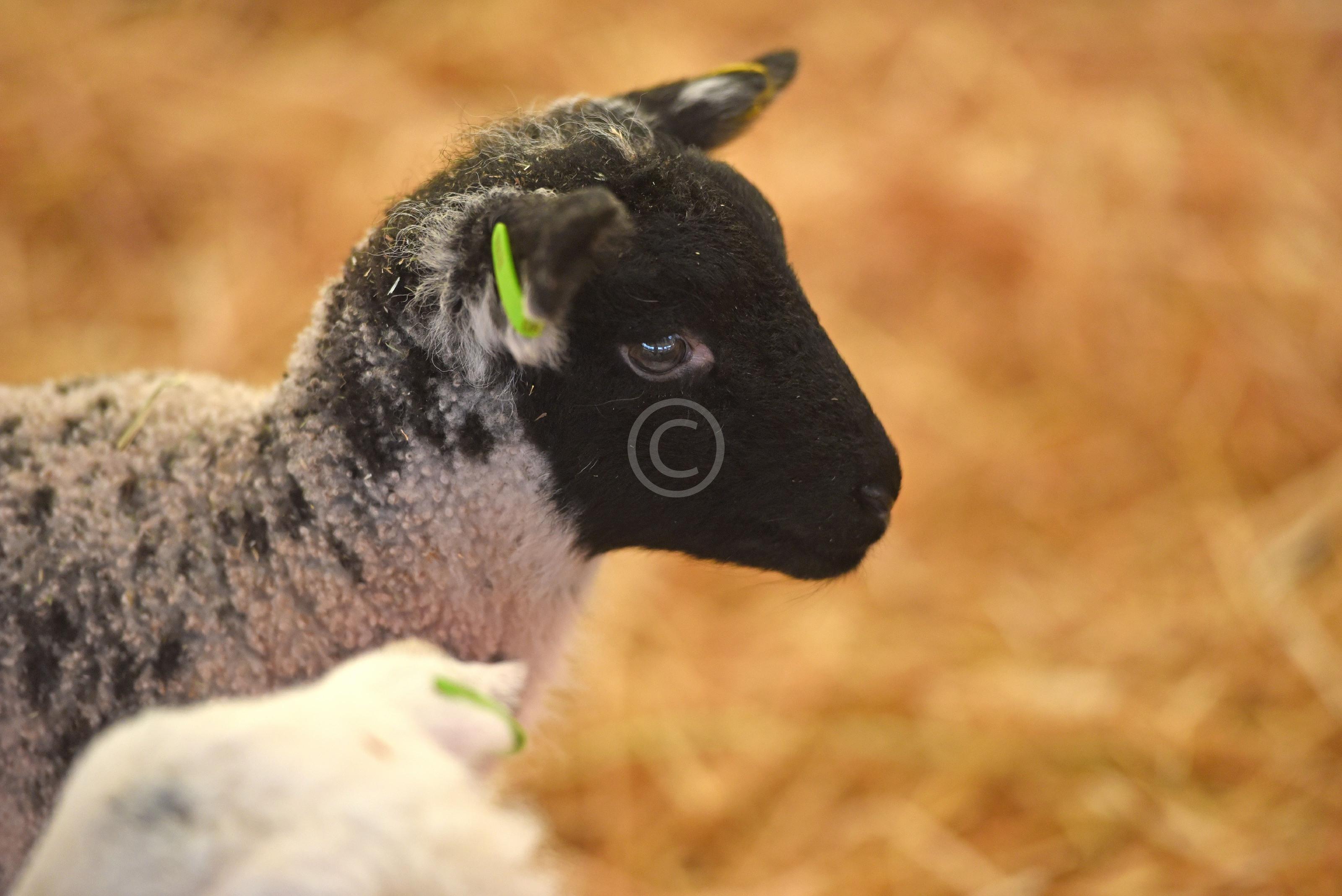 WOOBURN COMMON 130967 Photo 1 of 18 Baylis Media Photos