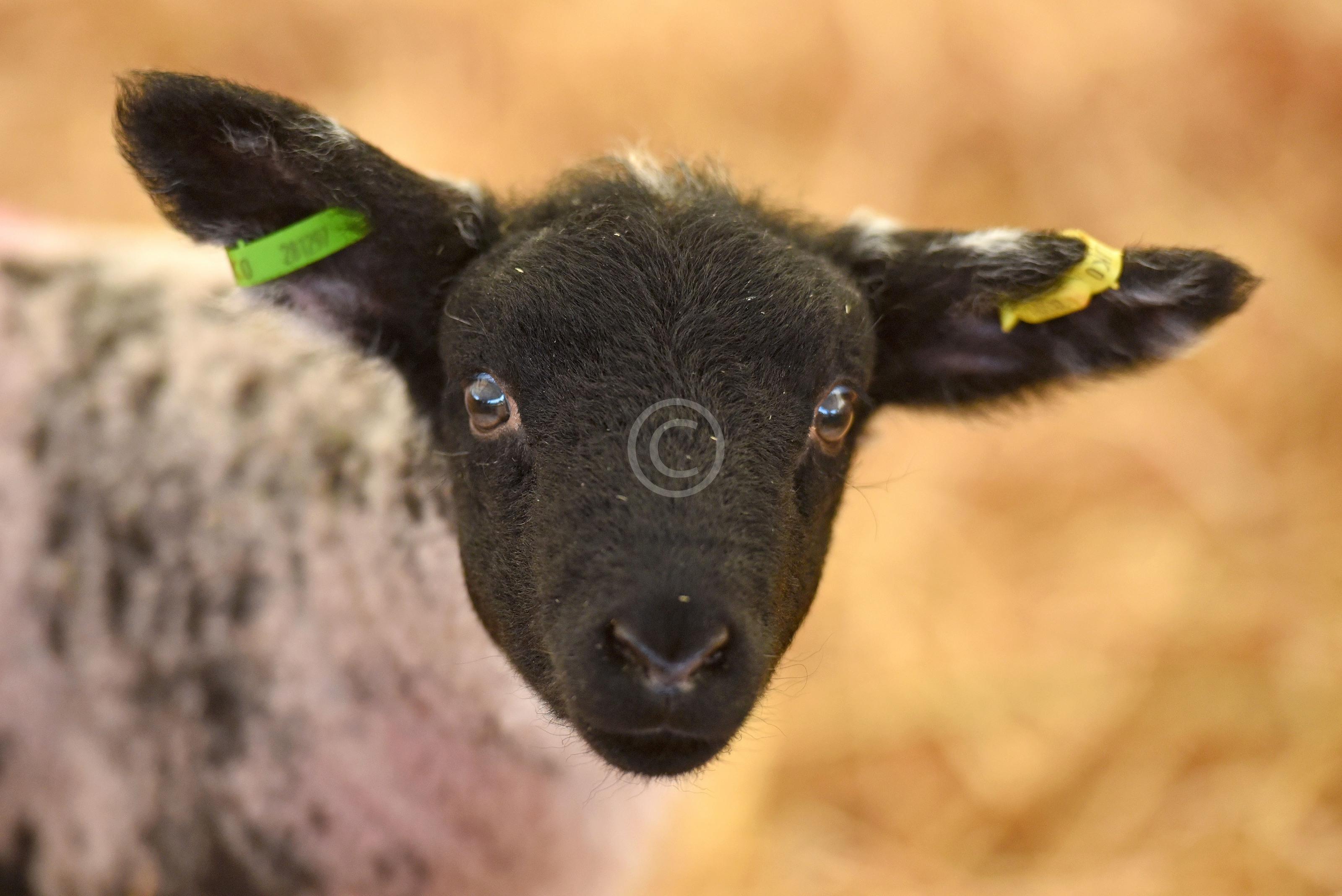 WOOBURN COMMON 130967 Photo 1 of 18 Baylis Media Photos