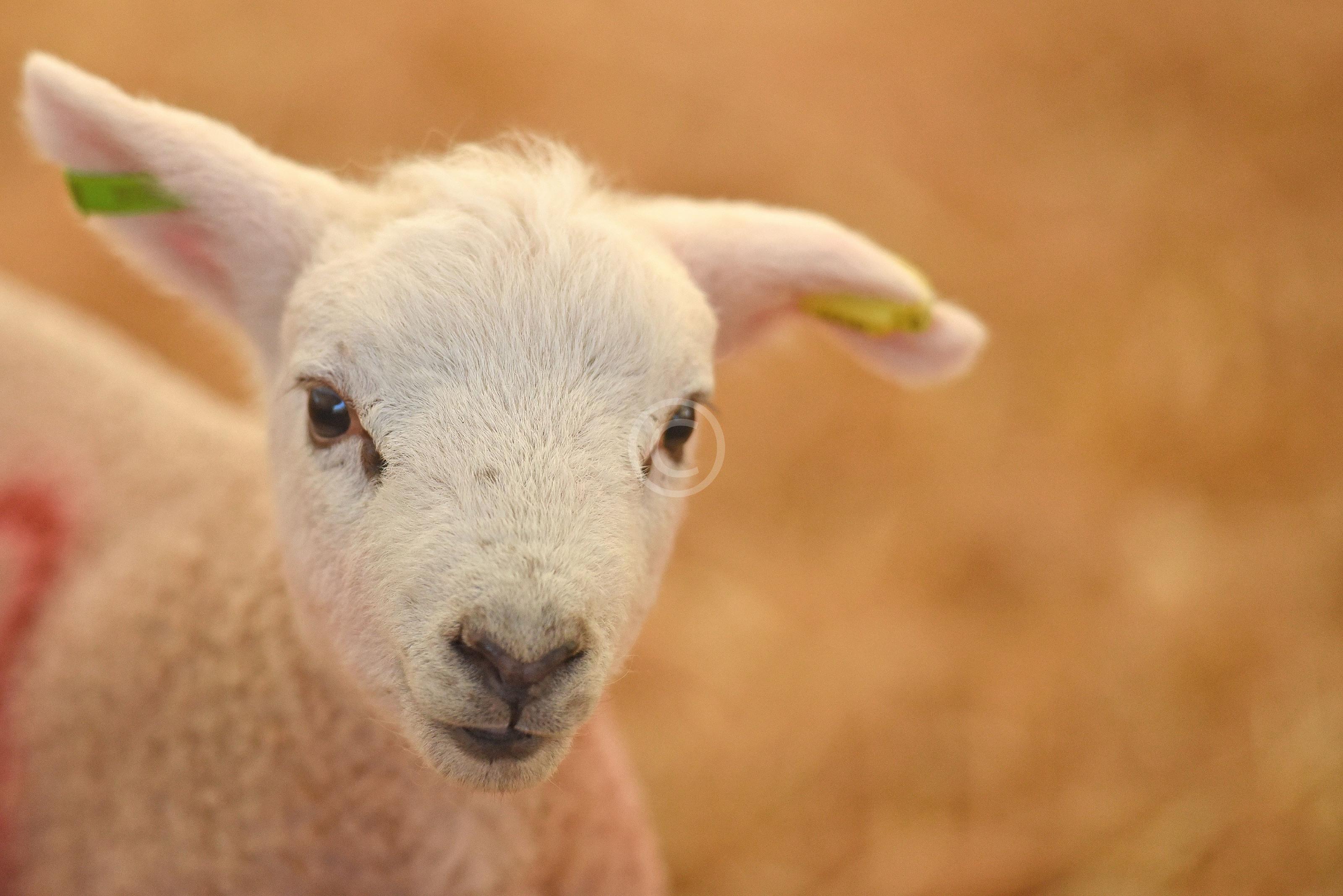WOOBURN COMMON 130967 Photo 1 of 18 Baylis Media Photos