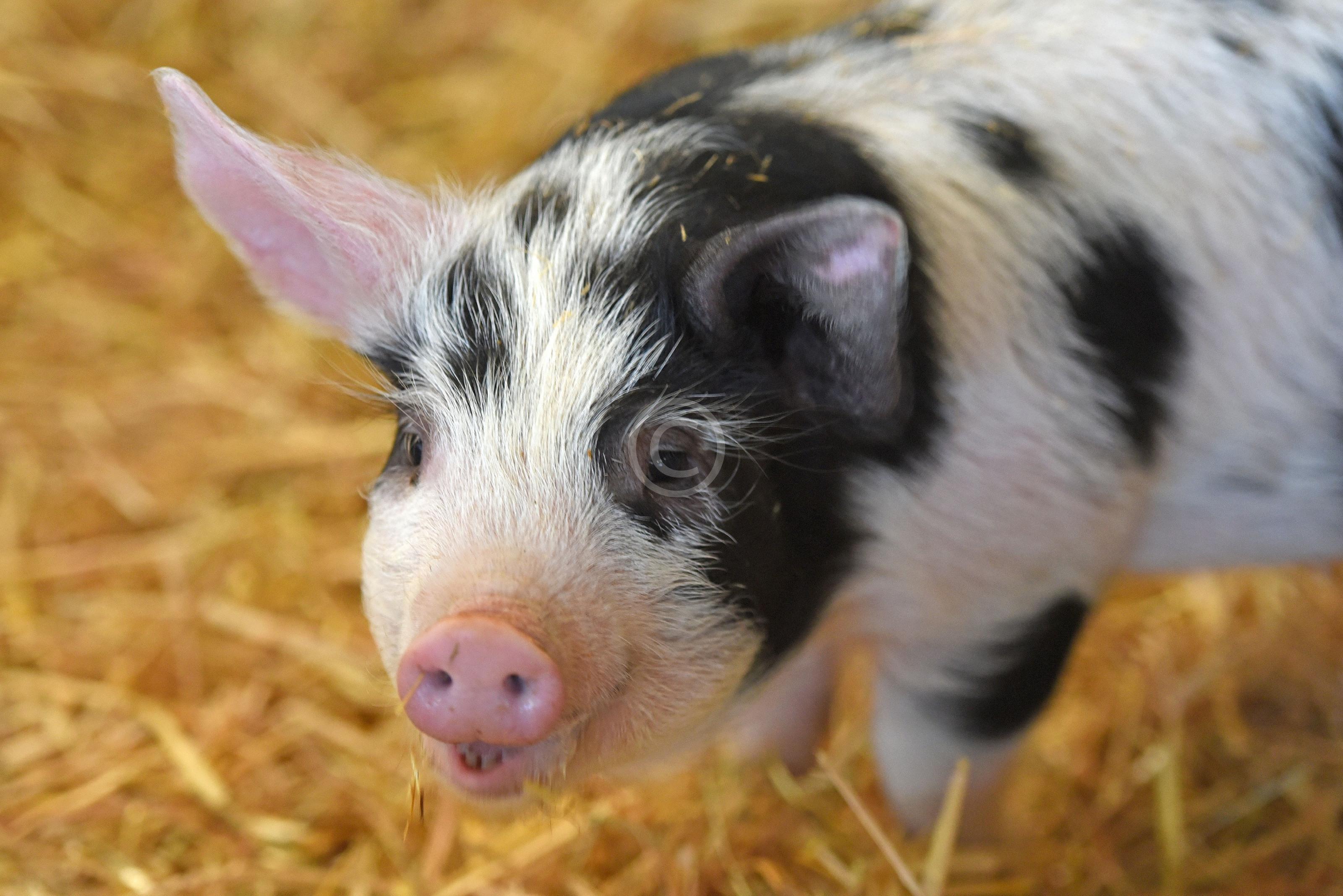 WOOBURN COMMON 130967 Photo 1 of 18 Baylis Media Photos