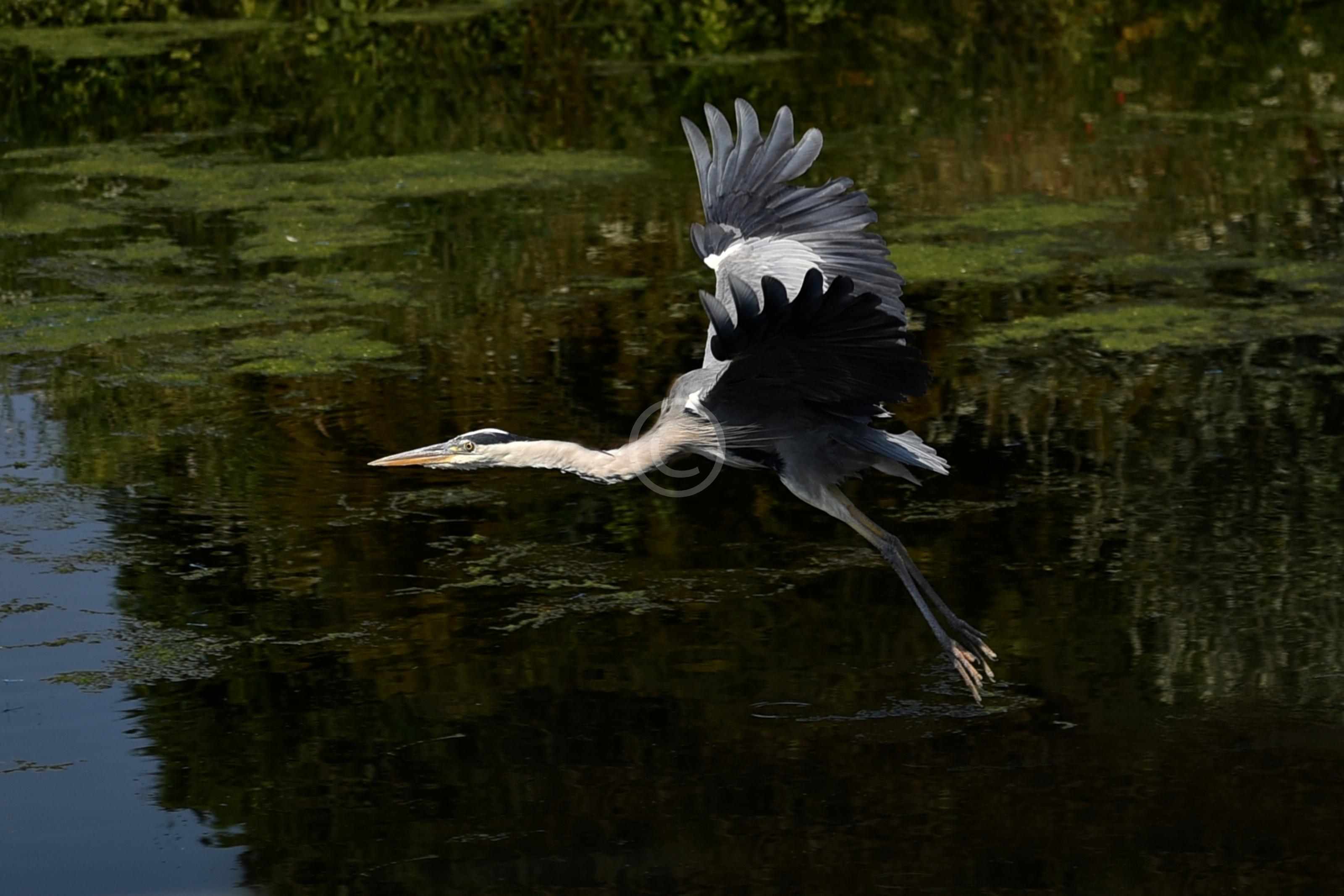 MAIDENHEAD 135528 Photo 1 of 1 Baylis Media Photos