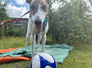 Football plea to kick off &lsquo;endless joy&rsquo; for homeless dogs at Battersea Old Windsor