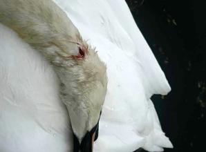 RBWM seeks views on catapult crackdown after swan killings