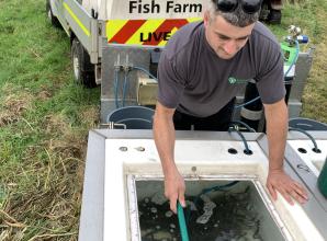 Merry Fishmas stockings: 53,000 young fish released into South East waterways