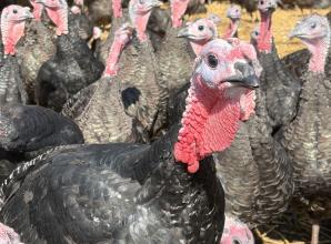 Musical turkeys strike up a festive note at Copas Farm in Cookham