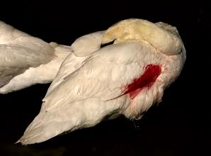 Swan rescuers urge dog owners to use leads after sick swan attacked