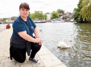 Suspected avian flu: 'Horrendous&rsquo; number of dead and sick swans found in RBWM