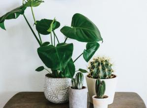 Indoor trees could be the next big trend