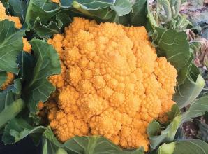 Weird and wonderful vegetable to grow in 2023