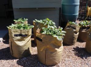 Top tips on growing potatoes