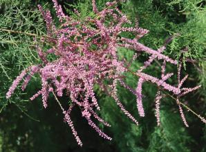 Expert picks her tough plants for tough places