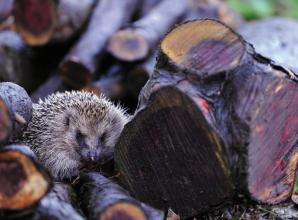 Ways to help regular wildlife visitors to the garden