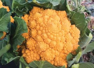 Weird and wonderful vegetable to grow in 2023