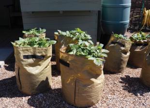 Top tips on growing potatoes
