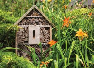 How gardeners can ease the life of bees