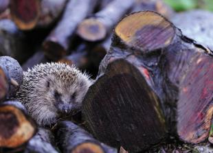 Ways to help regular wildlife visitors to the garden