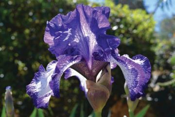 Learn how to grow showstopping irises