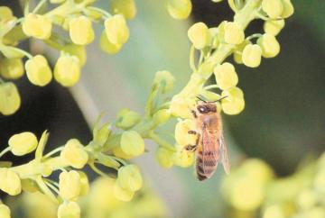 Eco Matters: Help bees ride out the winter