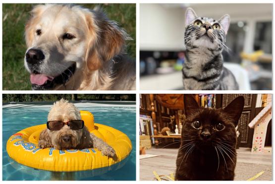 Vote for your Advertiser Top Pet 2025