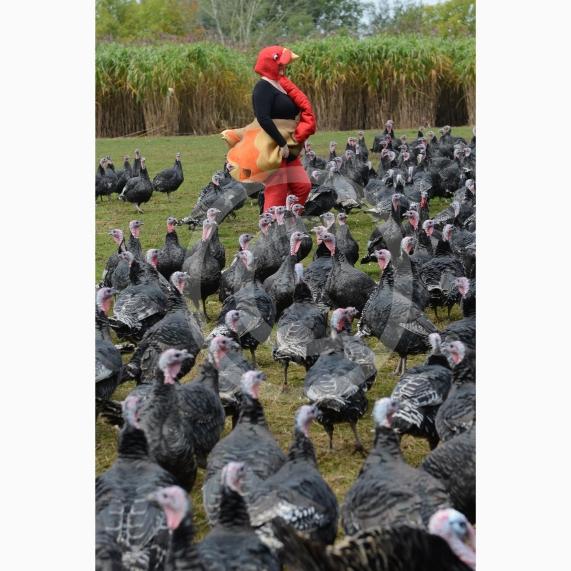 A Fight for George event, involving children taking part in activities at Copas Farm. Kings Coppice Farm, Grubwood Lane, Cookham