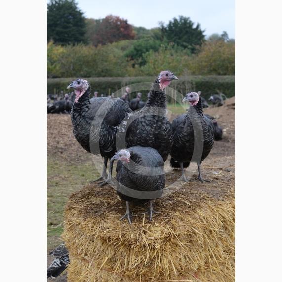 A Fight for George event, involving children taking part in activities at Copas Farm. Kings Coppice Farm, Grubwood Lane, Cookham