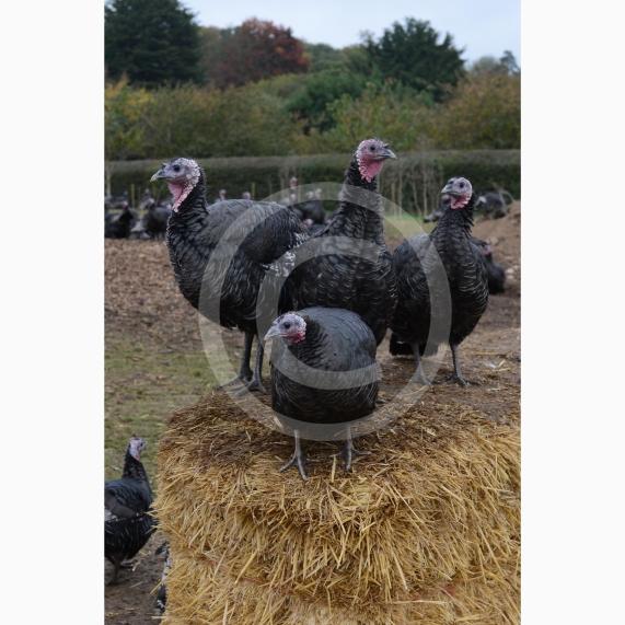 A Fight for George event, involving children taking part in activities at Copas Farm. Kings Coppice Farm, Grubwood Lane, Cookham