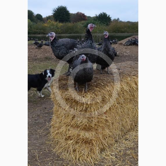 A Fight for George event, involving children taking part in activities at Copas Farm. Kings Coppice Farm, Grubwood Lane, Cookham