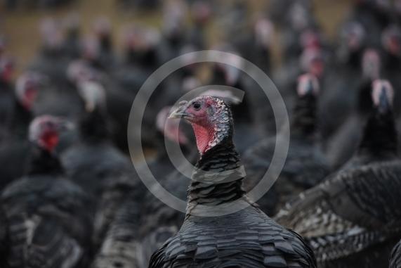 A Fight for George event, involving children taking part in activities at Copas Farm. Kings Coppice Farm, Grubwood Lane, Cookham