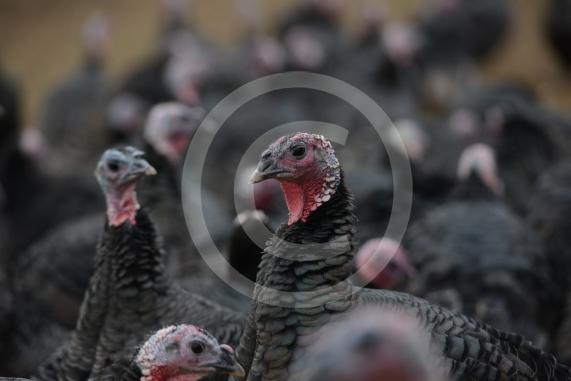 A Fight for George event, involving children taking part in activities at Copas Farm. Kings Coppice Farm, Grubwood Lane, Cookham