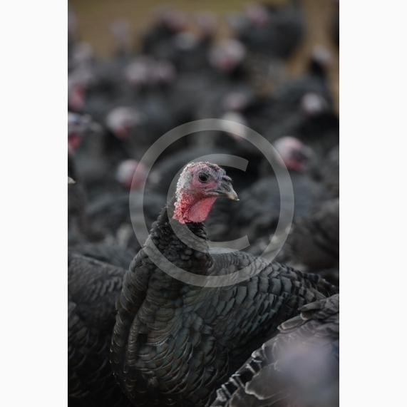 A Fight for George event, involving children taking part in activities at Copas Farm. Kings Coppice Farm, Grubwood Lane, Cookham