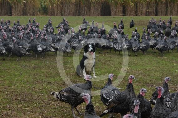 A Fight for George event, involving children taking part in activities at Copas Farm. Kings Coppice Farm, Grubwood Lane, Cookham