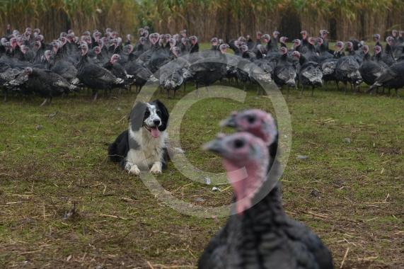 A Fight for George event, involving children taking part in activities at Copas Farm. Kings Coppice Farm, Grubwood Lane, Cookham