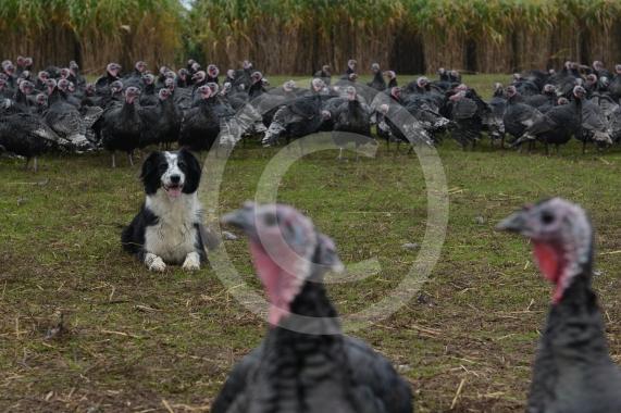 A Fight for George event, involving children taking part in activities at Copas Farm. Kings Coppice Farm, Grubwood Lane, Cookham