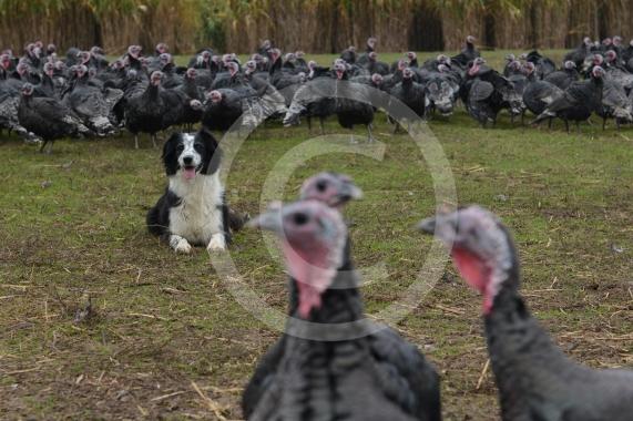 A Fight for George event, involving children taking part in activities at Copas Farm. Kings Coppice Farm, Grubwood Lane, Cookham