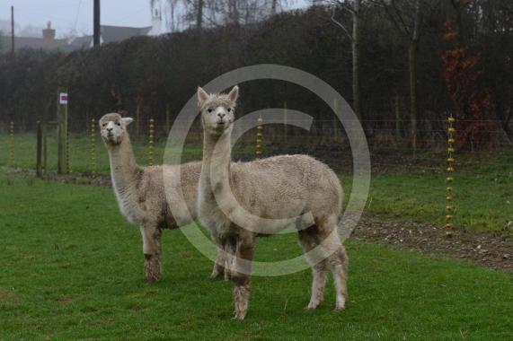Copas Turkeys, Kings Coppice Farm, Grubwood Lane, Cookham The alpacas they&rsquo;ve got in the fields. 