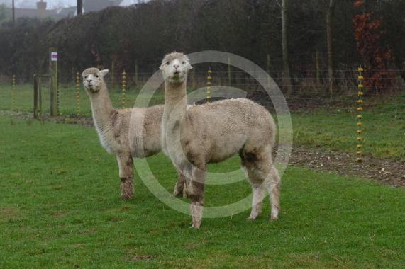 Copas Turkeys, Kings Coppice Farm, Grubwood Lane, Cookham The alpacas they&rsquo;ve got in the fields. 