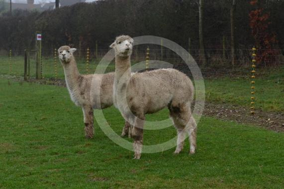 Copas Turkeys, Kings Coppice Farm, Grubwood Lane, Cookham The alpacas they&rsquo;ve got in the fields. 