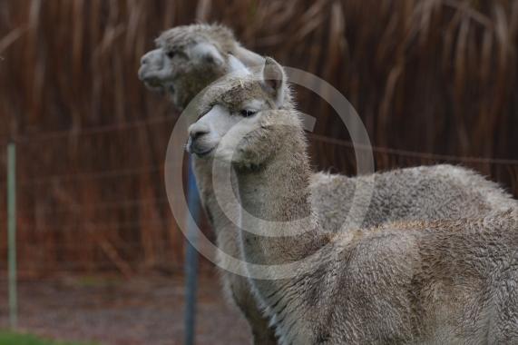 Copas Turkeys, Kings Coppice Farm, Grubwood Lane, Cookham The alpacas they&rsquo;ve got in the fields. 