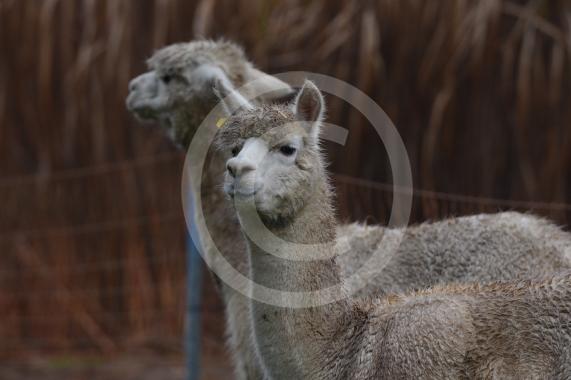 Copas Turkeys, Kings Coppice Farm, Grubwood Lane, Cookham The alpacas they&rsquo;ve got in the fields. 