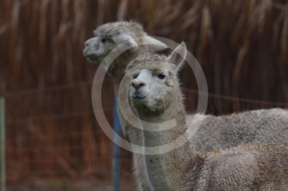 Copas Turkeys, Kings Coppice Farm, Grubwood Lane, Cookham The alpacas they&rsquo;ve got in the fields. 