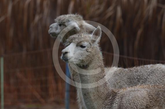 Copas Turkeys, Kings Coppice Farm, Grubwood Lane, Cookham The alpacas they&rsquo;ve got in the fields. 