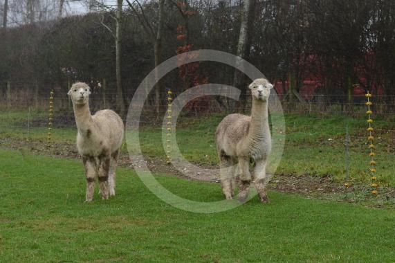 Copas Turkeys, Kings Coppice Farm, Grubwood Lane, Cookham The alpacas they&rsquo;ve got in the fields. 