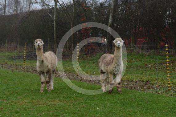 Copas Turkeys, Kings Coppice Farm, Grubwood Lane, Cookham The alpacas they&rsquo;ve got in the fields. 