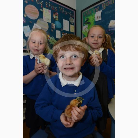 L-R Aleksandra Retz 5, Henry Bright 6, Imogen Fairley 5. Pupils at Cippenham Primary School have been looking after baby chicks who have been hatching this week. Cippenham Primary School, Elmshott Lane, Slough