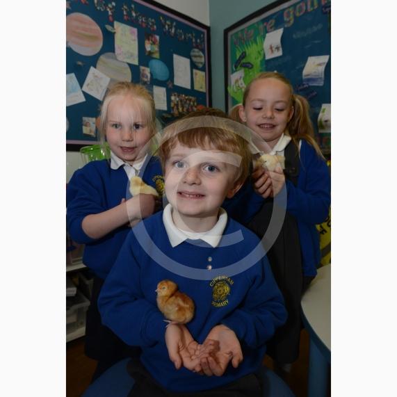 L-R Aleksandra Retz 5, Henry Bright 6, Imogen Fairley 5. Pupils at Cippenham Primary School have been looking after baby chicks who have been hatching this week. Cippenham Primary School, Elmshott Lane, Slough