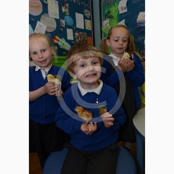 L-R Aleksandra Retz 5, Henry Bright 6, Imogen Fairley 5. Pupils at Cippenham Primary School have been looking after baby chicks who have been hatching this week. Cippenham Primary School, Elmshott Lane, Slough