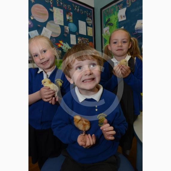 L-R Aleksandra Retz 5, Henry Bright 6, Imogen Fairley 5. Pupils at Cippenham Primary School have been looking after baby chicks who have been hatching this week. Cippenham Primary School, Elmshott Lane, Slough