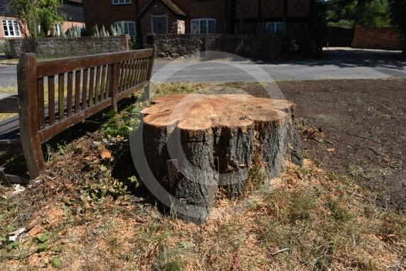 A tree has been felled as part of some works in Cookham Dean. It&rsquo;s stood for about a century and had become a local landmark. Now it&rsquo;s just a stump. Junction of Alleyns Lane and Dean Lane in Cookham Dean.